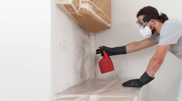 Professional Crawl Space Mold Remediation technician working in Easton, MD