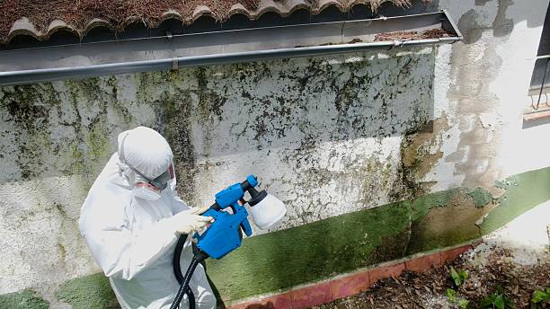 Top rated local Crawl Space Mold Remediation specialists in Easton, MD